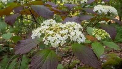 Hobblebush