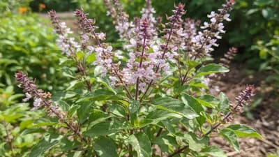 Holy Basil