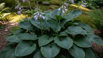 Hostas