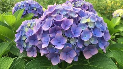 Hortensia (norte atlántico)