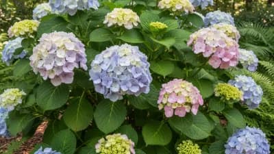 Hydrangea