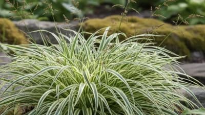Ice Dance Sedge