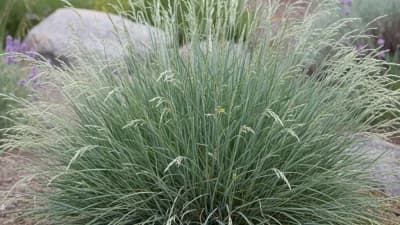 Idaho Fescue