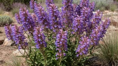 Idaho Native Penstemon