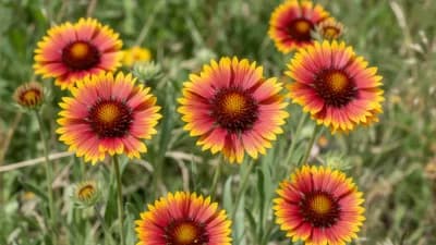 Indian Blanket