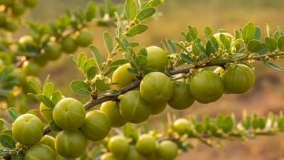 Indian Gooseberry