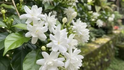 Indian Jasmine