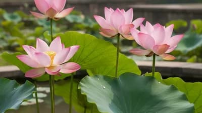Indian Lotus
