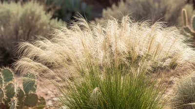 Indian Ricegrass