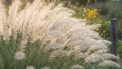 Indian Silver Grass