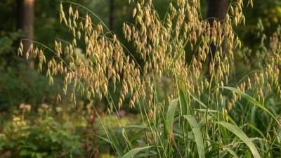 Inland Sea Oats
