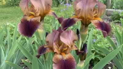 Iris des Jardins