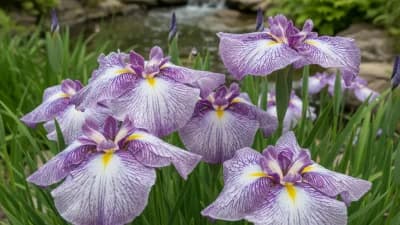 Iris du Japon