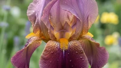 Iris di Firenze