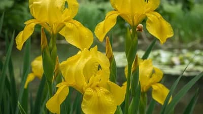 Iris faux acore