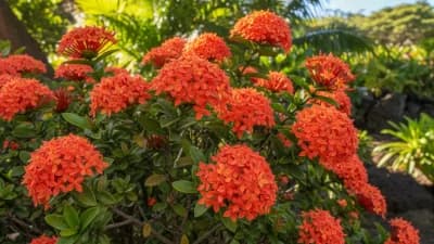 Ixora