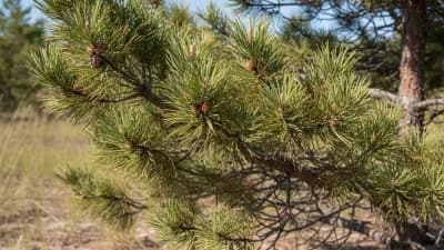 Jack Pine