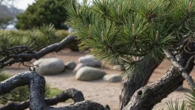 Japanese Black Pine