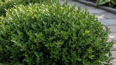 Japanese Boxwood