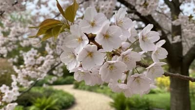 Japanese Cherry