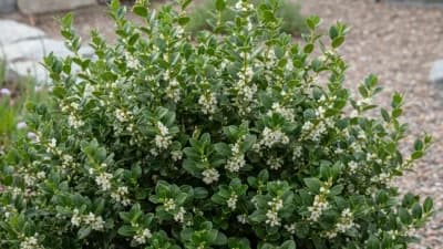 Japanese Holly