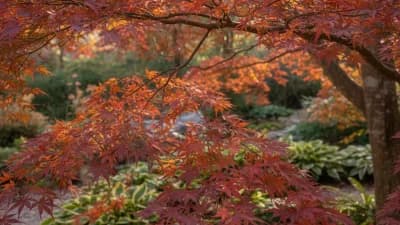 Japanese Maple