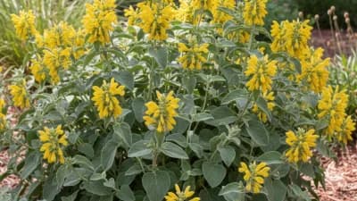 Jerusalem Sage