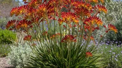 Kangaroo Paw