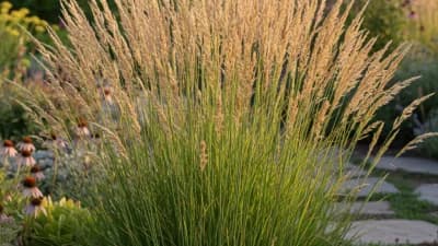 Karl Foerster Grass
