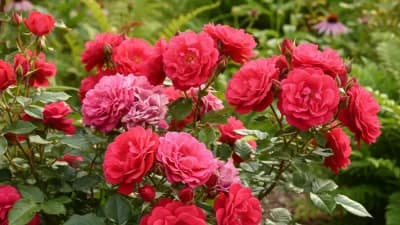 Knock Out Rose