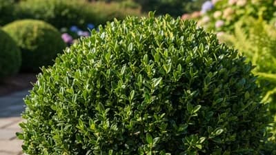 Korean Boxwood