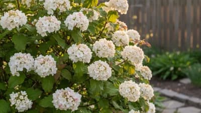 Korean Spice Viburnum