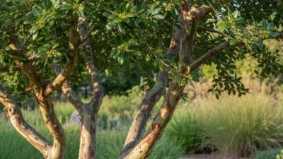 Lace Bark Elm