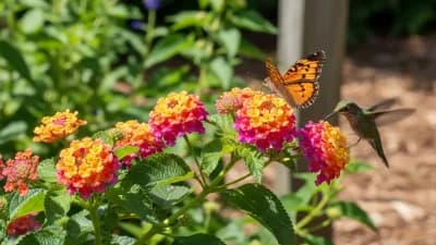 Lantana