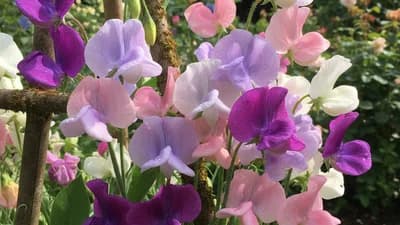 Lathyrus