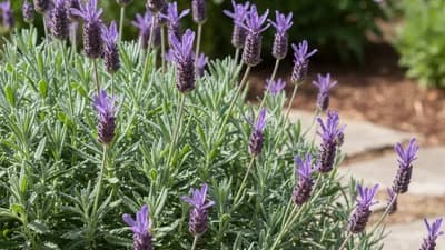 Lavanda Brasileira
