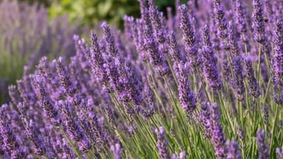 Lavanda