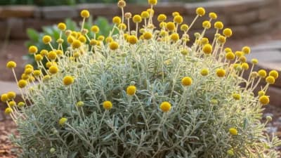 Lavender Cotton