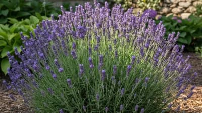 Lavender 'Munstead'