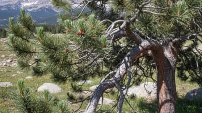 Limber Pine