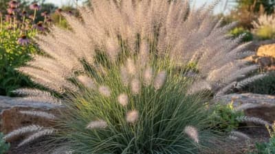 Lindheimer Muhly