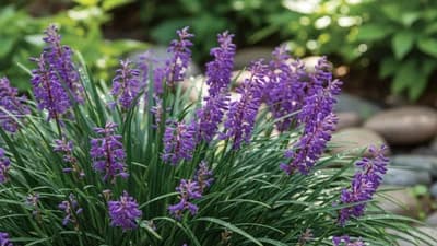Liriope