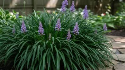 Liriope