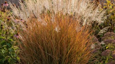 Little Bluestem