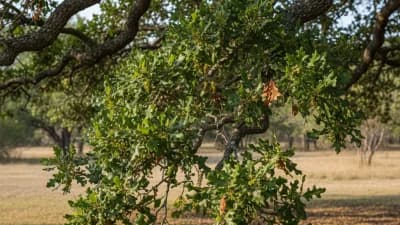 Live Oak