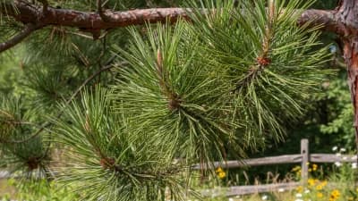 Loblolly Pine
