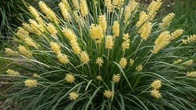 Lomandra