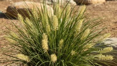 Lomandra