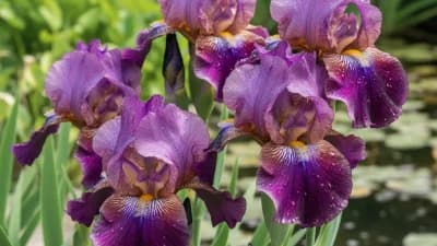 Louisiana Iris