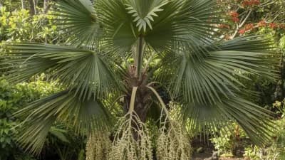 Loulu Palm